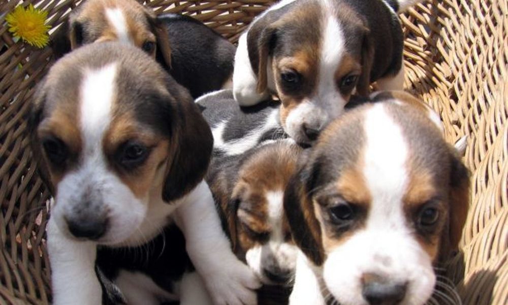 Cuccioli di Cane