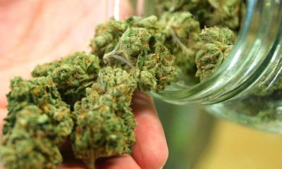 Marijuana Cannabis