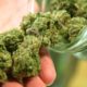 Marijuana Cannabis