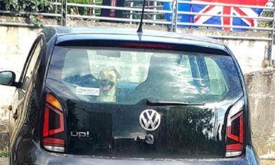 Cane salvato a Salerno