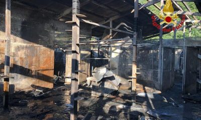 Incendio Gattile
