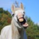Cavallo imbizzarrito