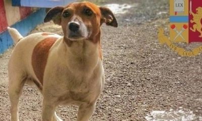 Pocho cane antidroga