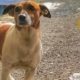 Pocho cane antidroga