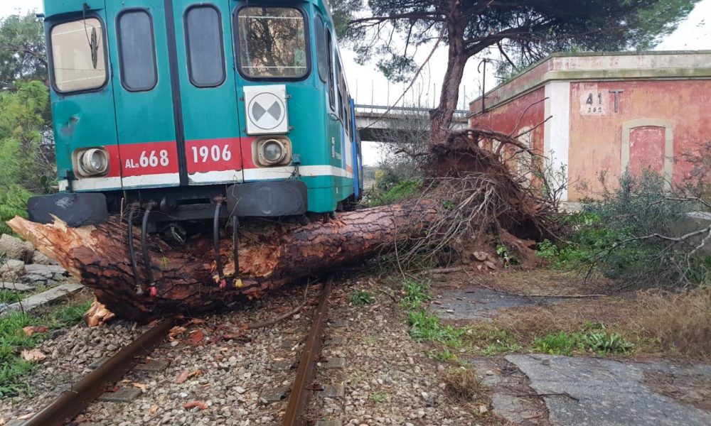 Treno sbatte contro albero