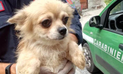 Allevamento Chihuahua