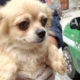 Allevamento Chihuahua