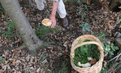 Funghi in montagna