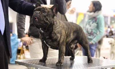 Bouledogue Francese Esposizione