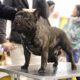 Bouledogue Francese Esposizione