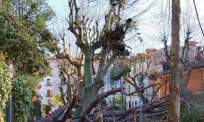 Albero caduto a Cava de' Tirreni