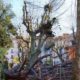 Albero caduto a Cava de' Tirreni
