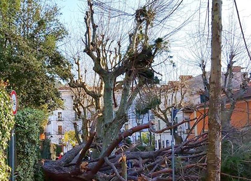 Albero caduto a Cava de' Tirreni
