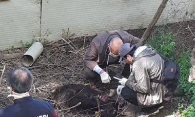 Pantera Nera Pecora