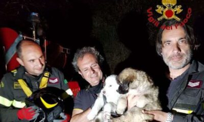 Pompieri salvano cani