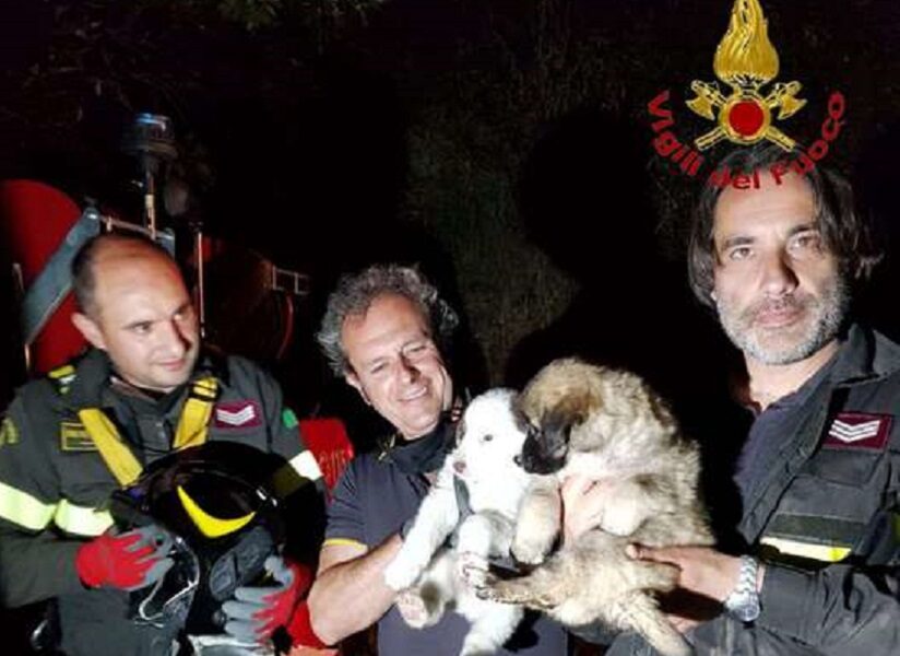 Pompieri salvano cani
