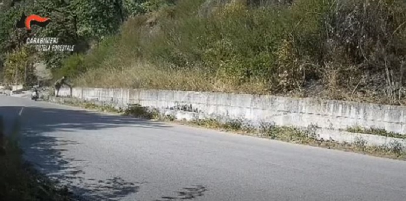 Incendio Sarno Piromane