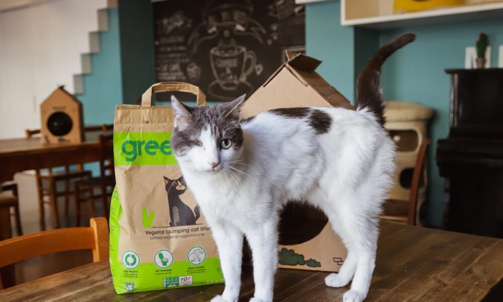 Crazy Cat Café