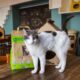 Crazy Cat Café