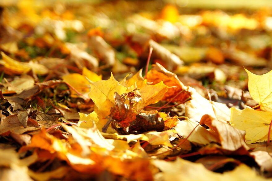 Primo autunno foglie
