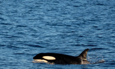 Orca Assassina