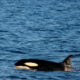 Orca Assassina