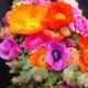 Fiori Sanremo 2023