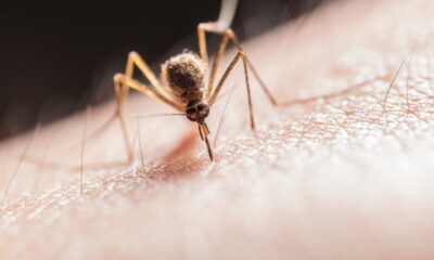 Zanzara pelle