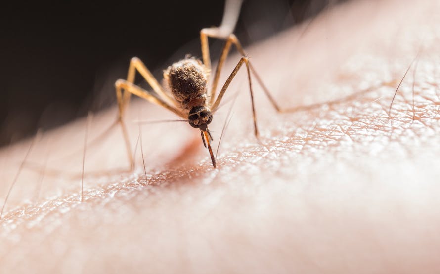 Zanzara pelle
